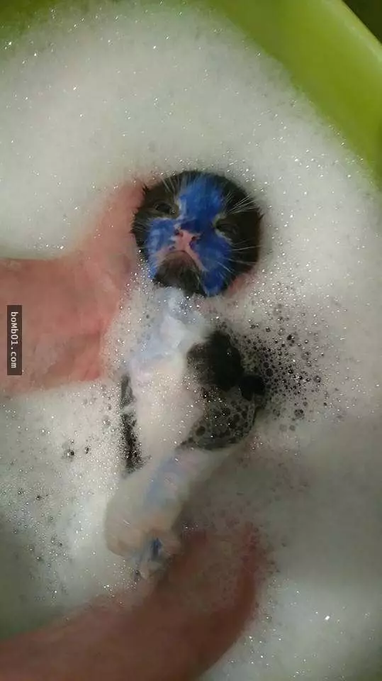 一個月大的小貓咪慘遭人渣用油性筆虐待,但救援人員把牠放進水裡時…牠們的反應太令人心疼了!