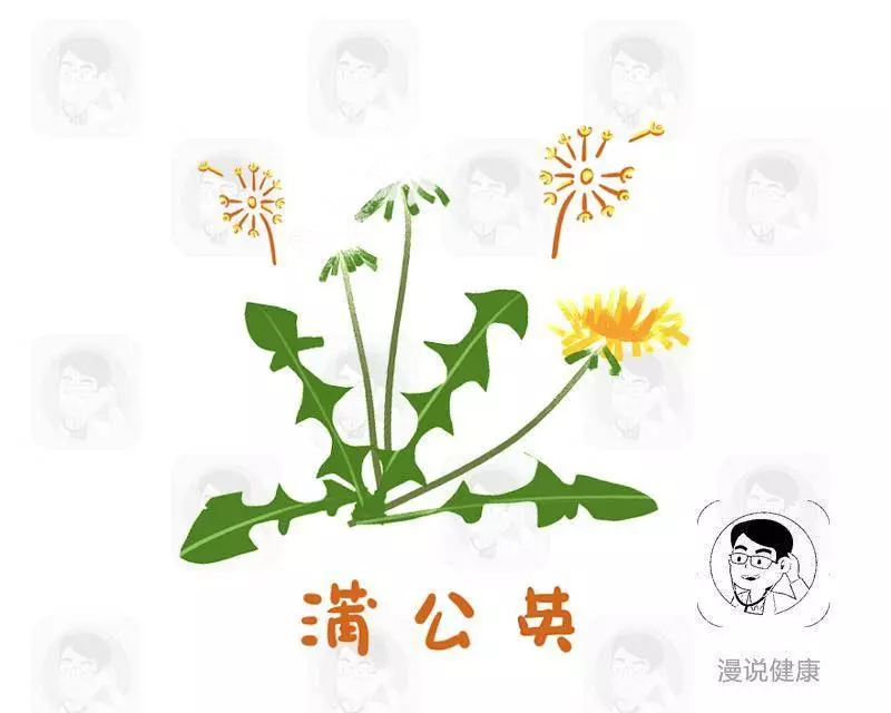 蒲公英雖好,但在處理時若不注意這些,再好的養生都白搭