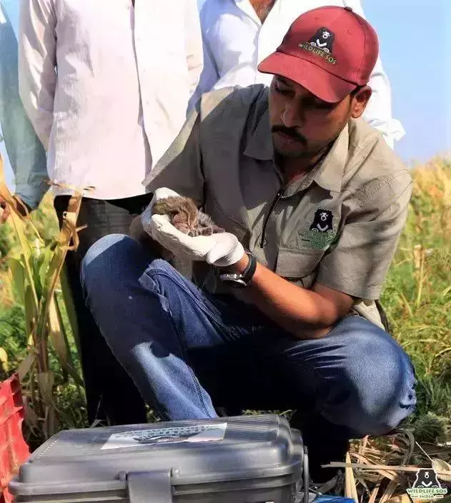 農民意外撿到的袖珍小奶貓,竟然是超凶的猛獸?!