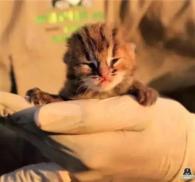 農民意外撿到的袖珍小奶貓,竟然是超凶的猛獸?!