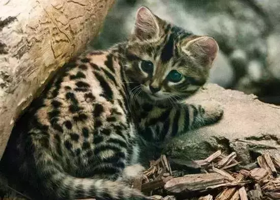 農民意外撿到的袖珍小奶貓,竟然是超凶的猛獸?!