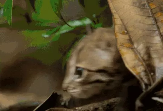 農民意外撿到的袖珍小奶貓,竟然是超凶的猛獸?!