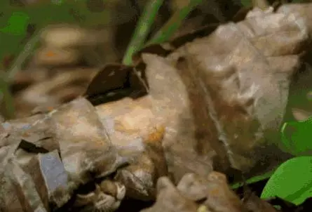 農民意外撿到的袖珍小奶貓,竟然是超凶的猛獸?!