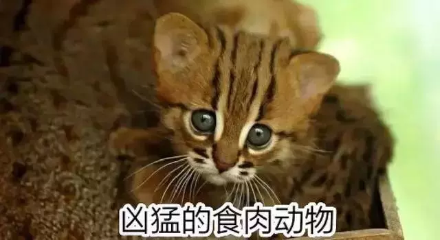 農民意外撿到的袖珍小奶貓,竟然是超凶的猛獸?!