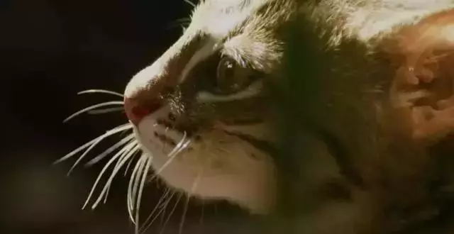 農民意外撿到的袖珍小奶貓,竟然是超凶的猛獸?!