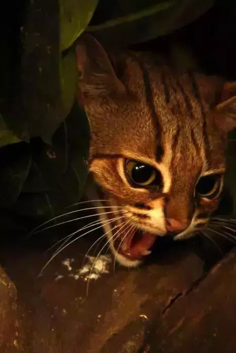 農民意外撿到的袖珍小奶貓,竟然是超凶的猛獸?!