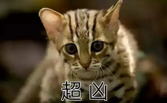 農民意外撿到的袖珍小奶貓,竟然是超凶的猛獸?!