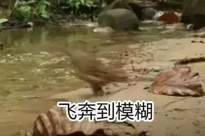 農民意外撿到的袖珍小奶貓,竟然是超凶的猛獸?!