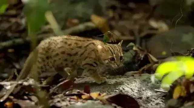 農民意外撿到的袖珍小奶貓,竟然是超凶的猛獸?!