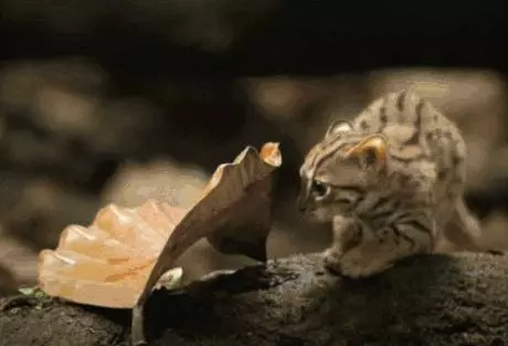 農民意外撿到的袖珍小奶貓,竟然是超凶的猛獸?!
