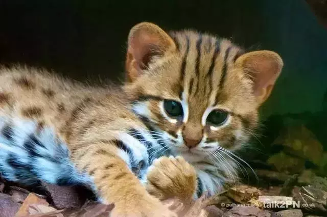 農民意外撿到的袖珍小奶貓,竟然是超凶的猛獸?!
