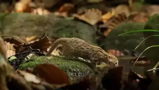 農民意外撿到的袖珍小奶貓,竟然是超凶的猛獸?!