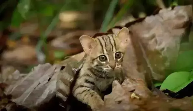 農民意外撿到的袖珍小奶貓,竟然是超凶的猛獸?!