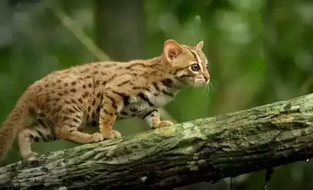 農民意外撿到的袖珍小奶貓,竟然是超凶的猛獸?!
