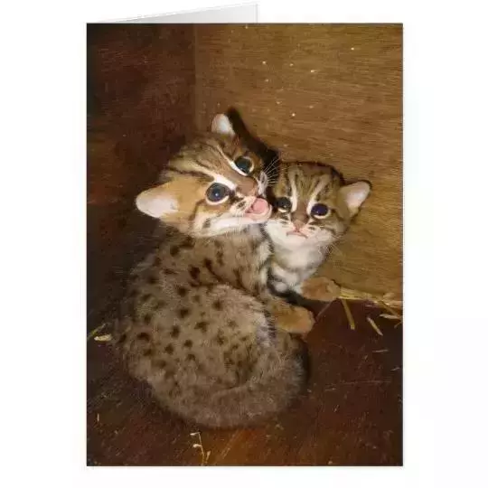 農民意外撿到的袖珍小奶貓,竟然是超凶的猛獸?!