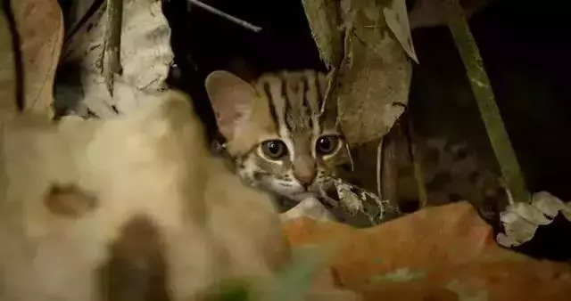 農民意外撿到的袖珍小奶貓,竟然是超凶的猛獸?!