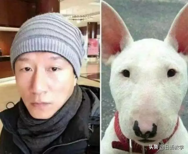 相似度爆表!日本網友分享那些和動物撞臉的明星,毫無違和感!哈