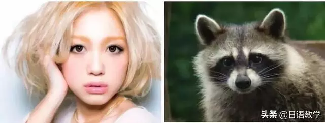 相似度爆表!日本網友分享那些和動物撞臉的明星,毫無違和感!哈
