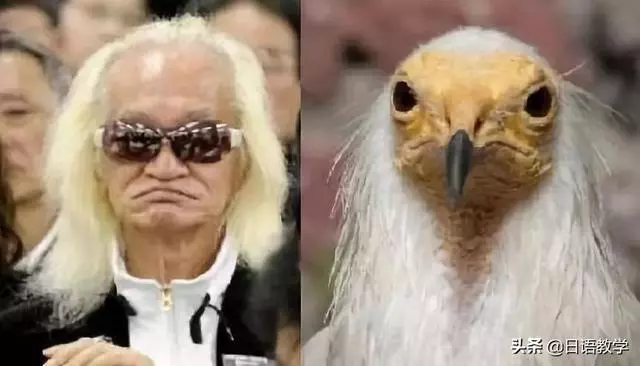 相似度爆表!日本網友分享那些和動物撞臉的明星,毫無違和感!哈
