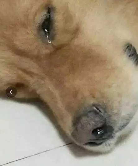 年輕金毛跑7公里到學校尋找小主人,牠只為見主人最後一面,主人痛哭後悔當初