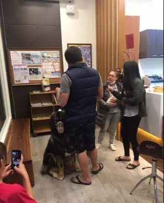 160斤大狗被訓斥,這次絕對不能凶醫生,這個醫生不能再嚇跑他了,狗狗聽後眼神超可愛