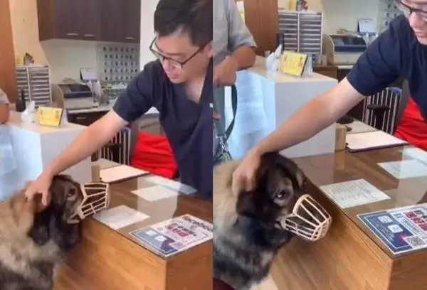 160斤大狗被訓斥,這次絕對不能凶醫生,這個醫生不能再嚇跑他了,狗狗聽後眼神超可愛