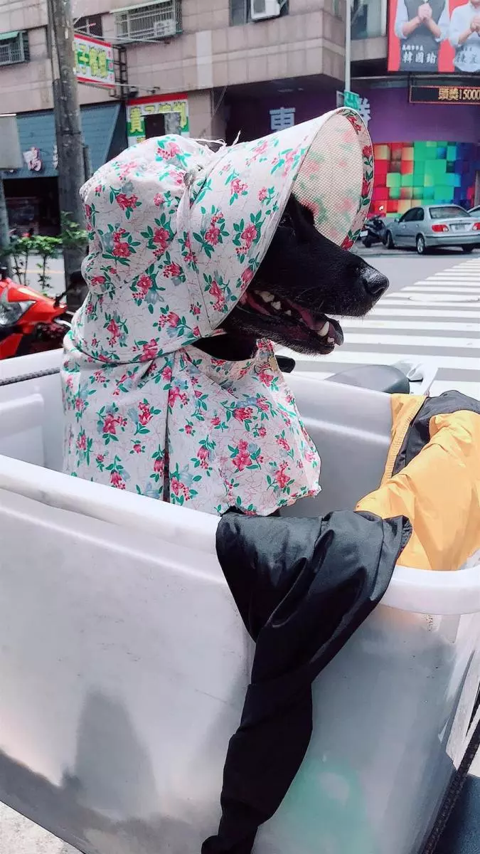 大伯載「小碎花」老伴出門 畫面溫馨,一轉頭「畫風突變」,網友笑噴