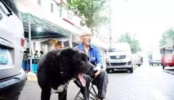 狗狗陪伴70歲老爺爺11年,擔心自己仙游後愛犬無人照顧,後來他通過電話感動到志工