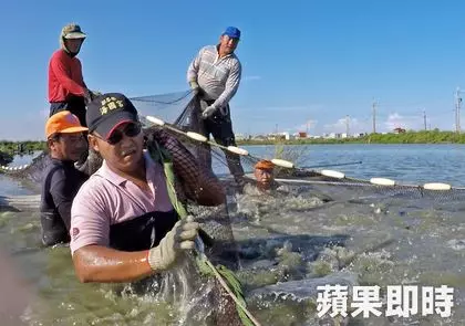 嘉義黃金單身漢相親慘被OL嗆:「你養魚的哦,那你養不起我!」他氣炸回嗆這句話霸氣神打臉!