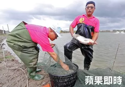 嘉義黃金單身漢相親慘被OL嗆:「你養魚的哦,那你養不起我!」他氣炸回嗆這句話霸氣神打臉!