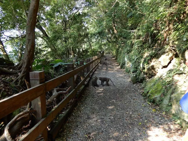 登山遇猴群包圍先別慌!動保處「3叮嚀」助你安全脫困