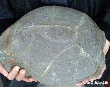 男子河邊釣魚, 撿到罕見烏龜狀奇石, 專家鑑定後兩眼發亮!