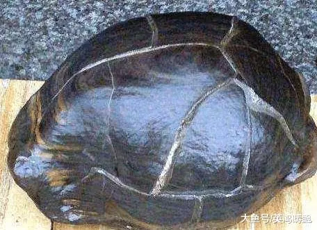 男子河邊釣魚, 撿到罕見烏龜狀奇石, 專家鑑定後兩眼發亮!