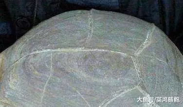 男子河邊釣魚, 撿到罕見烏龜狀奇石, 專家鑑定後兩眼發亮!