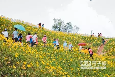 花壇虎山岩金針花盛開 美不勝收