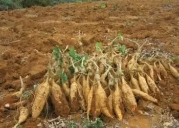 這幾樣食物每天吃一點,血管幹凈血栓通!