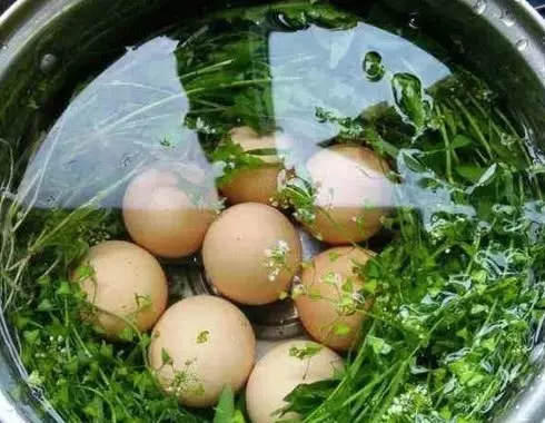 雞蛋加此物一起煮,口臭消失了,清腸減脂瘦小腹,淡雀斑又減皺紋