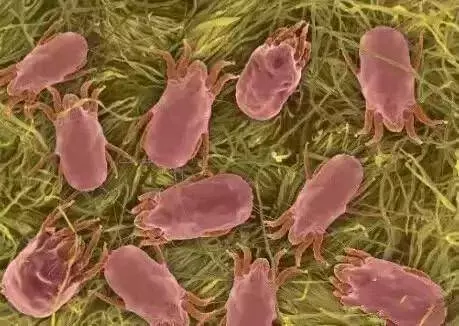 皮膚上出現3種症狀,你家蟎蟲已經「做窩」了,教你4個土辦法,蟎蟲消滅乾淨