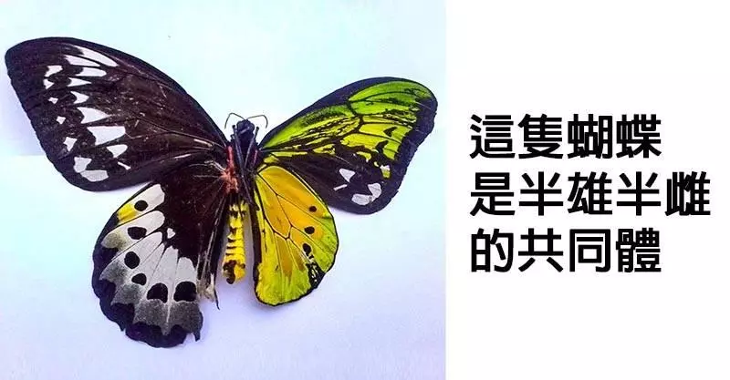 19張證明「上帝就是愛玩惡作劇」的驚奇照片 金色斑點的大麥町根本是神犬!