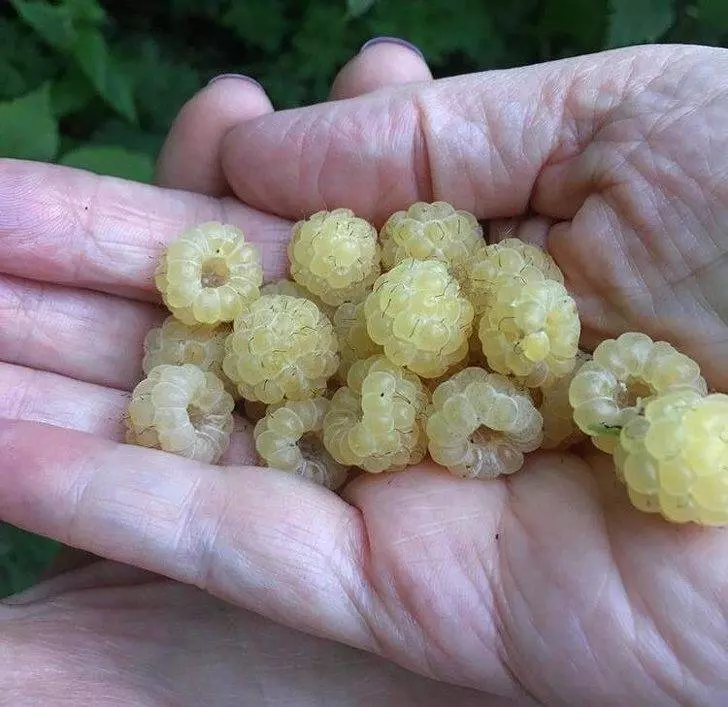 19張證明「上帝就是愛玩惡作劇」的驚奇照片 金色斑點的大麥町根本是神犬!