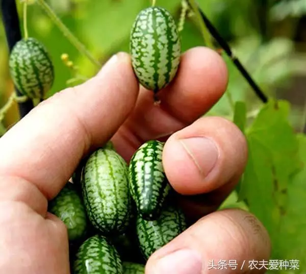 盆栽水果就選它,一棵能結100個,一次摘一盆,水果不再買了!