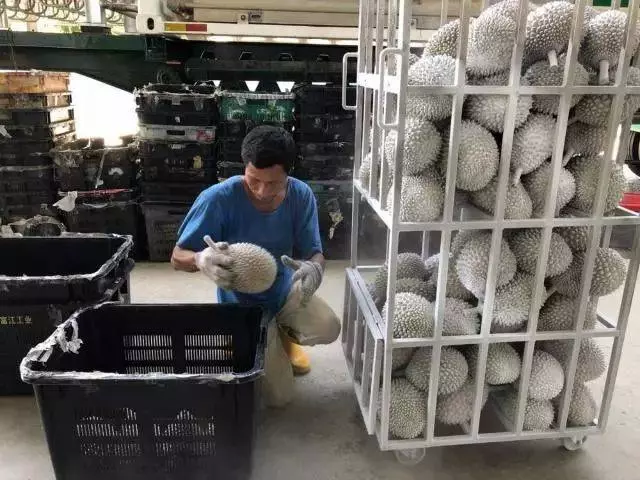 新加坡榴槤要漲價?!馬來西亞撥地種榴槤,準備進軍中國