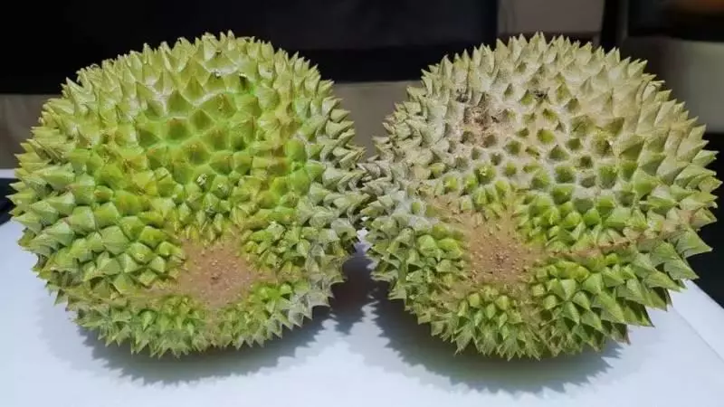 新加坡榴槤要漲價?!馬來西亞撥地種榴槤,準備進軍中國
