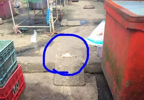 以為魚販老闆打死偷魚的浪貓,過去一看....所有人都笑噴融化地原諒啦!~~