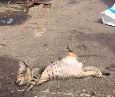 以為魚販老闆打死偷魚的浪貓,過去一看....所有人都笑噴融化地原諒啦!~~