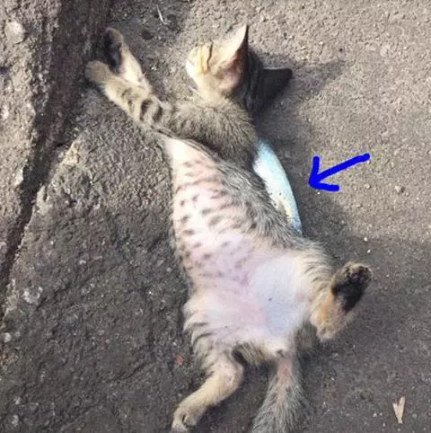 以為魚販老闆打死偷魚的浪貓,過去一看....所有人都笑噴融化地原諒啦!~~