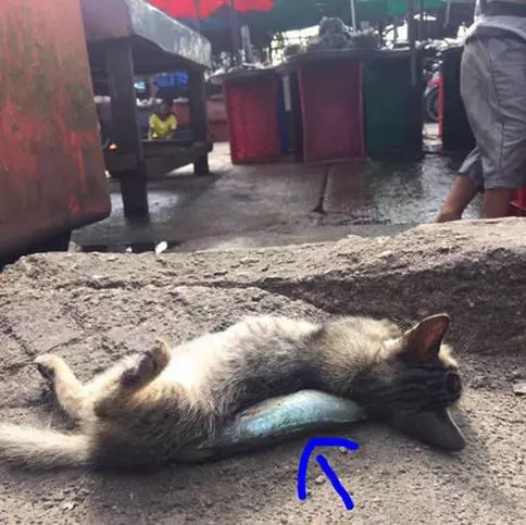 以為魚販老闆打死偷魚的浪貓,過去一看....所有人都笑噴融化地原諒啦!~~