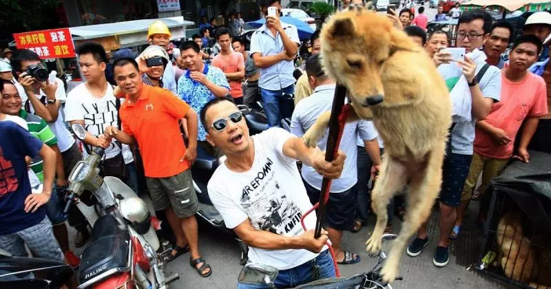 網友力挺合法吃狗肉!眾人看到都氣得要死,卻被他「一句話反問」嗆得說不出話....!