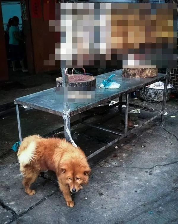 網友力挺合法吃狗肉!眾人看到都氣得要死,卻被他「一句話反問」嗆得說不出話....!