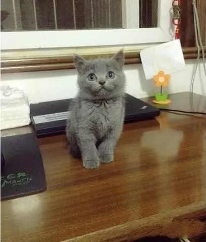 被小藍貓萌到所以收編,一年後...主人氣哭:這是什麼東西!!!